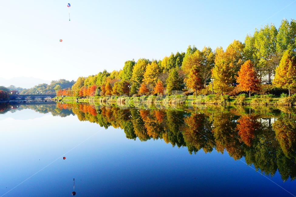 담양,광주근교,메타세콰이어,가로수,강변,가로수길,가을,계절,fall,autumn,season,자연,풍경,nature,landscape,water,물,outdoors,옥외,tree,나무,plant,식물