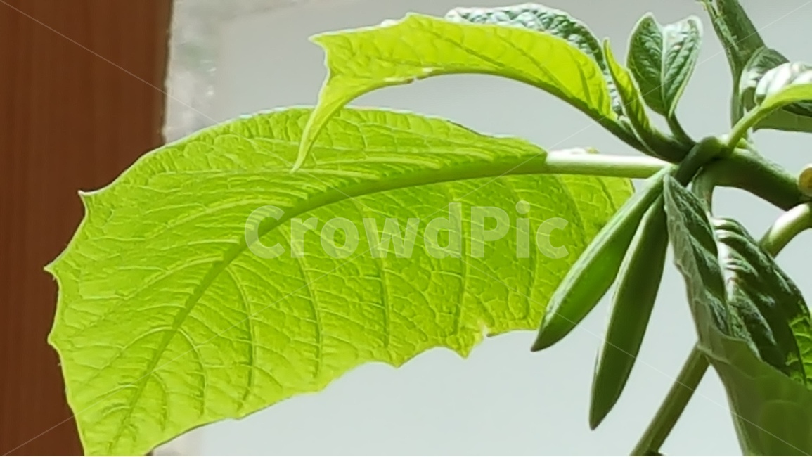 천사의나팔,봄,연두색,식물,자연,식물,자연,plants,nature