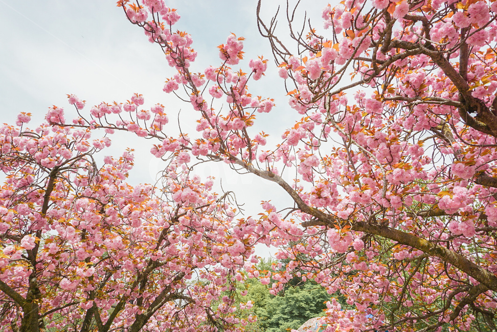겹벚꽃,벚꽃,식물,꽃,봄꽃,나무,자연,flower,nature,봄,봄,계절,spring,season,식물,자연,plants,nature,꽃,flower,plant,blossom