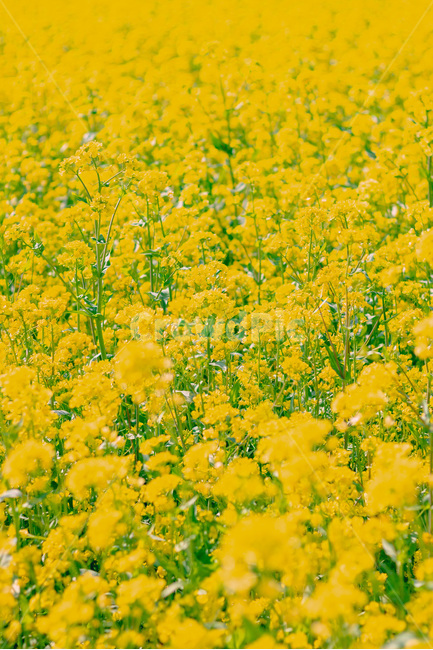 유채꽃,유채꽃축제,봄꽃,대저유채꽃,봄유채꽃,꽃,봄,계절,spring,season,식물,자연,plants,nature,꽃,flower,field,들,grassland,목초지,outdoors,옥외,farm,농장,rural,농촌,meadow