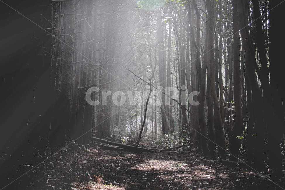숲,풍경,분위기,빛,색감,자연,풍경,nature,landscape,식물,plants,나무,trees,wood,감성,sensible,feeling,휴식,힐링,rest,relaxation,healing,vegetation,초목,plant,tree,land,땅,woodland,삼림지,outdoors,옥외,forest