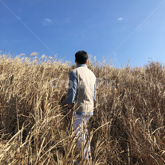 억새풀,뒷모습,제주도,제주,남자뒷모습