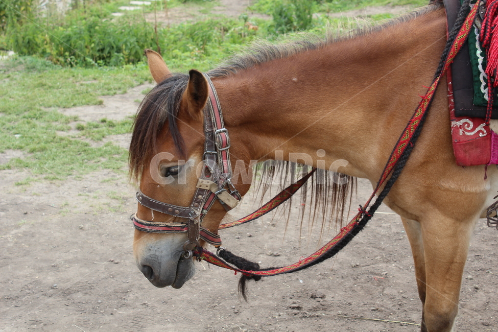 말,horse,갈기,중국말,초원,동물,animal,포유류,mammal