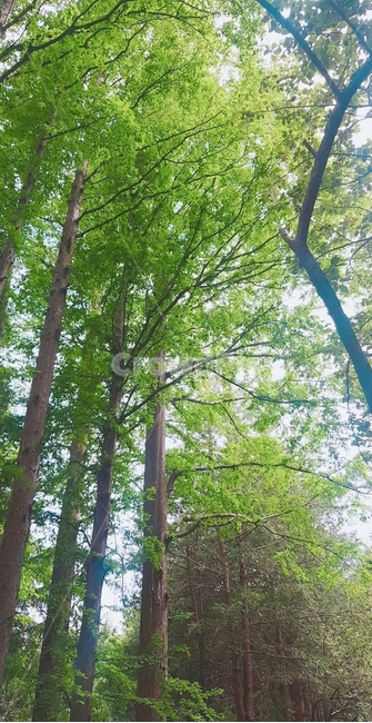 초목,plant,tree,자연,삼림지,작은숲