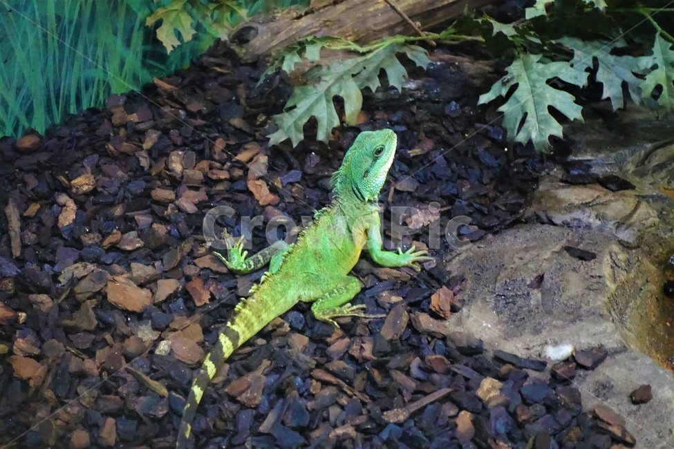 이구아나,동물,파충류,도마뱀,iguana,동물,animal,파충류,양서류,reptile,amphibian
