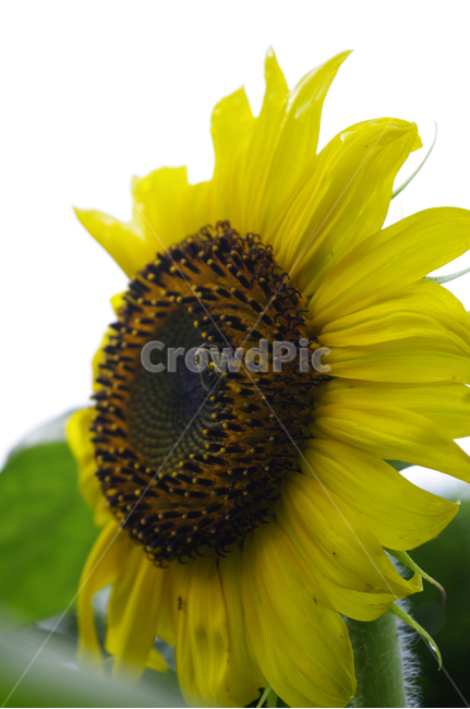 해바라기,꽃,flower,식물,plant,식물,자연,plants,nature,꽃,flower