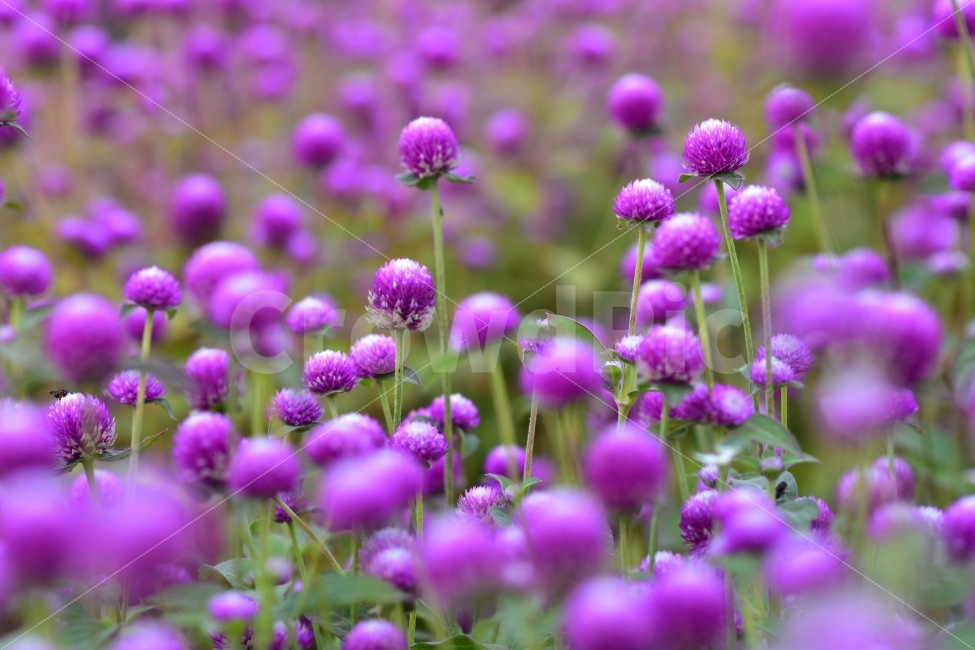 가을,자연,꽃,천일홍,가을꽃,보라,공원,가을풍경,풀,나들이,nature,landscape,보라색,꽃풍경,봄,식물,자연,plants,nature,꽃,flower