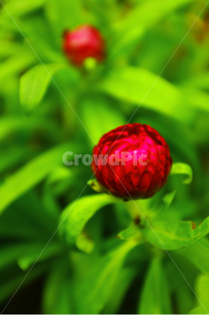 식물,꽃,색,color,종이꽃,식물,자연,plants,nature,꽃,flower
