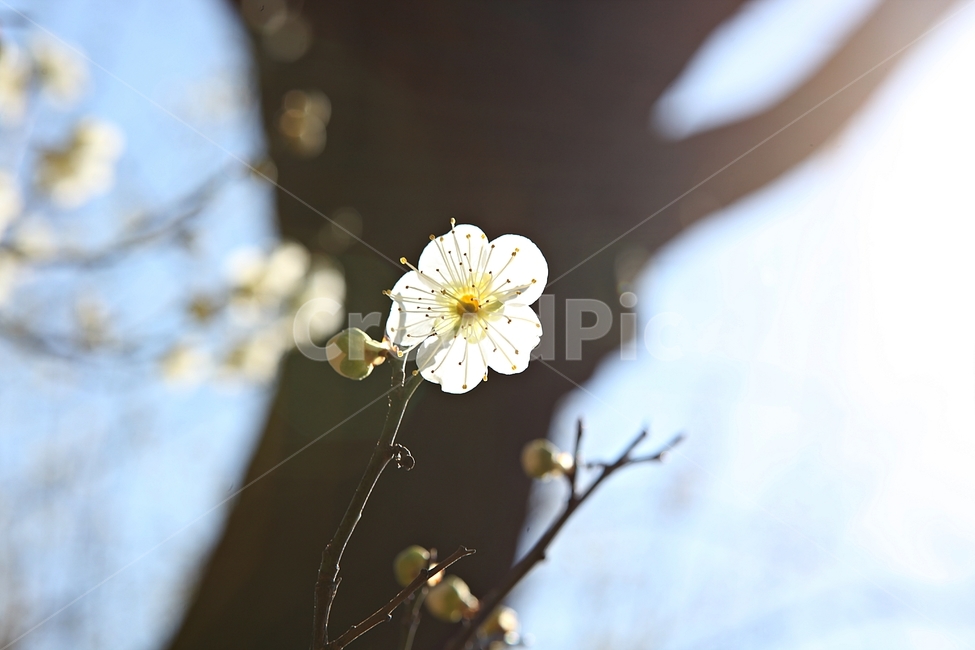 매화,매화꽃,꽃,꽃잎,봄꽃,봄,식물,자연,공원,식물,자연,plants,nature,꽃,flower