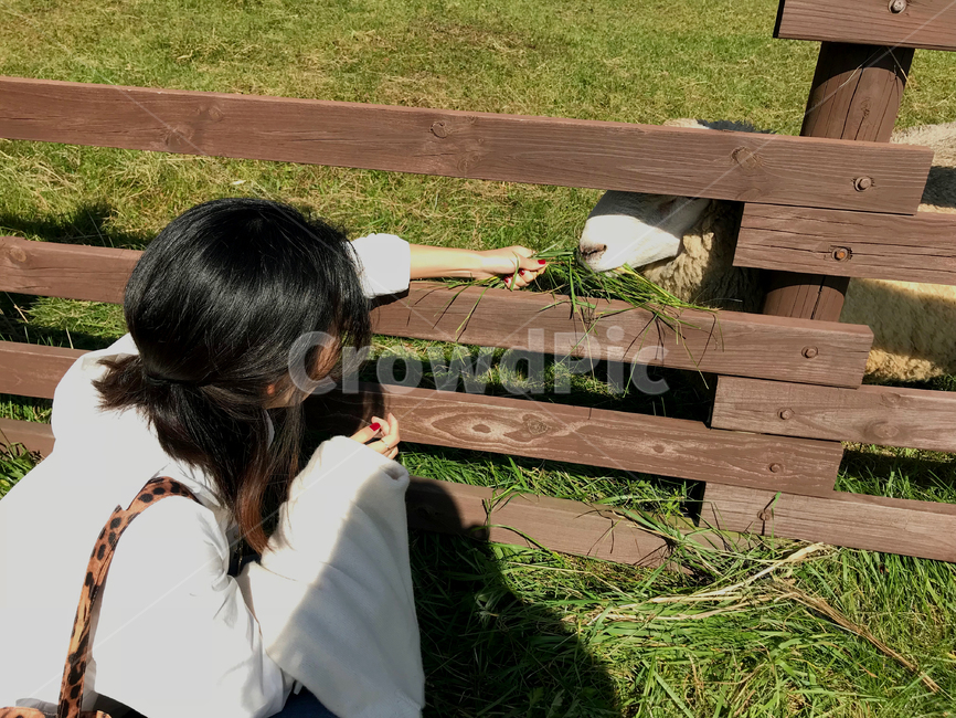 양떼목장,목장,울타리,양,대관령,sheep,먹이