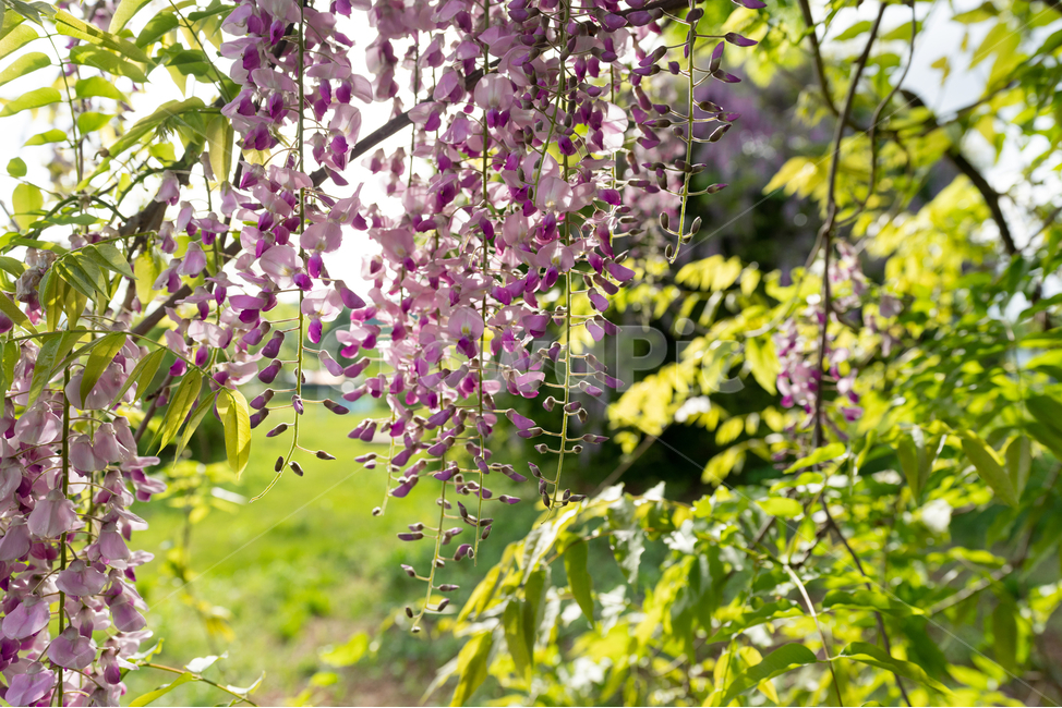 등나무꽃,등꽃,자연,wisteria,flower,하늘,구름,sky,식물,자연,plants,nature,꽃,flower,휴식,힐링,rest,relaxation,healing