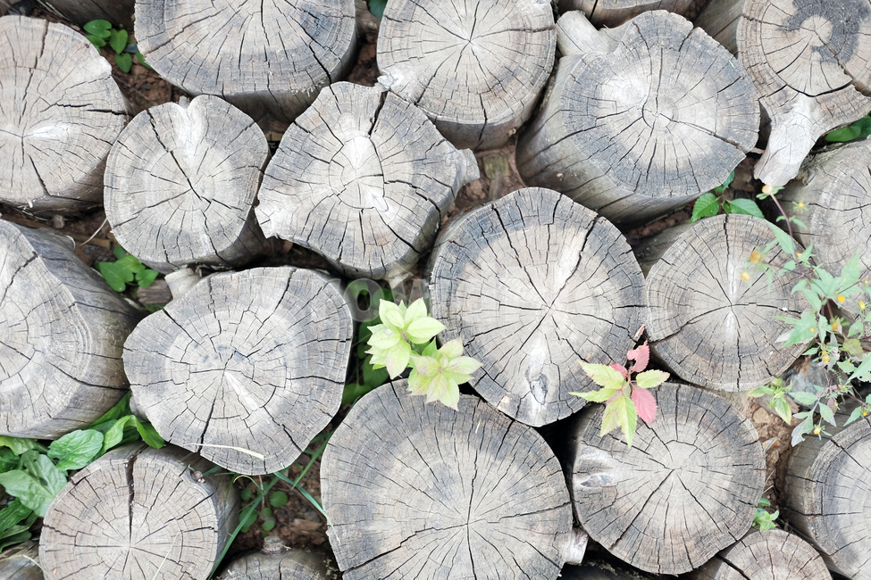 나무,그루터기,통나무,뗄감,나이테,산,풀,숲,자연,nature,식물,자연,plants,nature