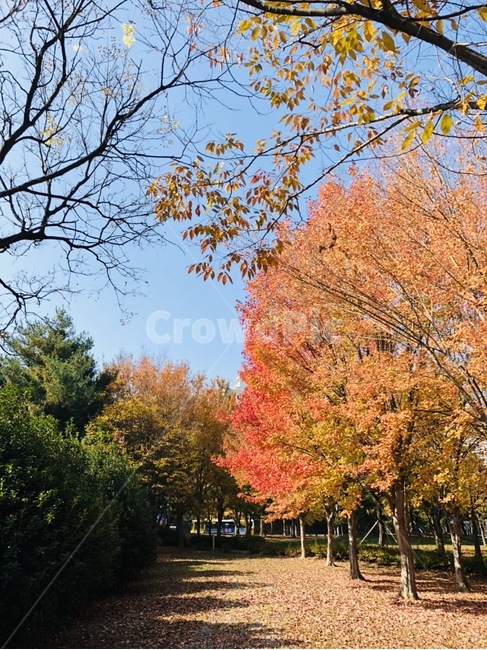 가을,호수,낙엽,하늘,공원,단풍,가을,계절,fall,autumn,season,자연,풍경,nature,landscape,tree,나무,plant,식물,maple
