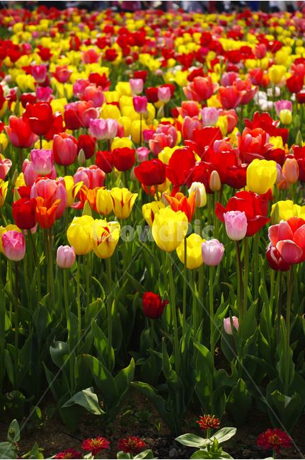 튜울립,식물,flower,plants,꽃,꽃봉오리,color,축제,festival,식물,자연,plants,nature,꽃,flower