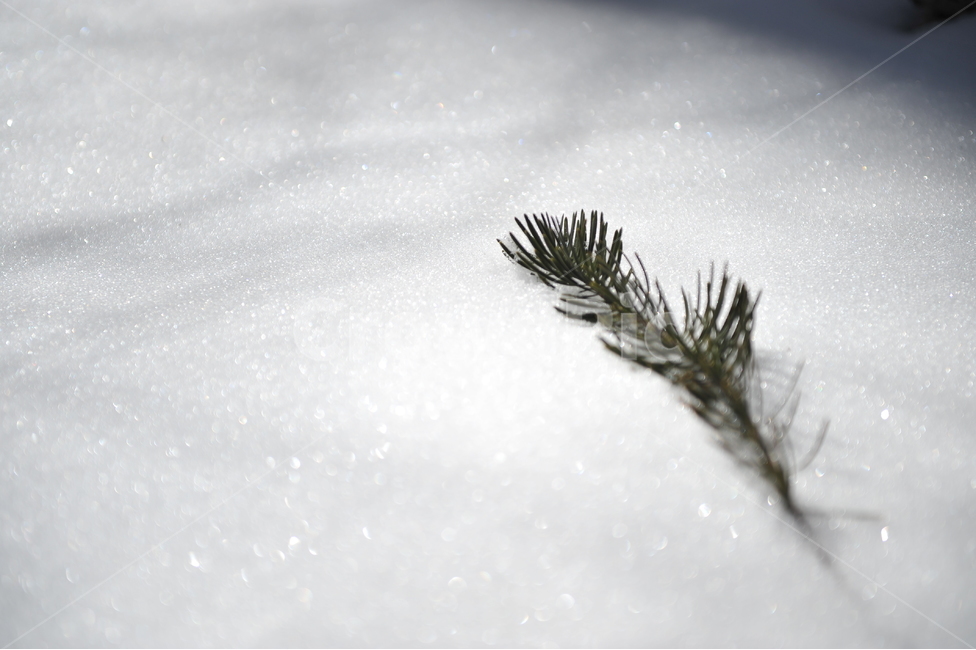 전나무,빛,겨울풍경,풍경,소나무,자연,눈,겨울,오대산,국립공원,겨울,계절,winter,season,식물,자연,plants,nature