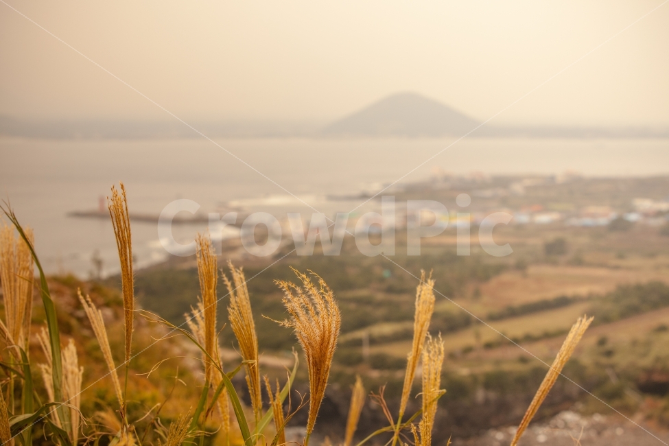 제주,우도,풍경,갈대,관광지,자연,풍경,nature,landscape,식물,plants,휴식,힐링,rest,relaxation,healing,제주도,jeju,jeju island,감성,sensible,feeling,plant,grass,잔디