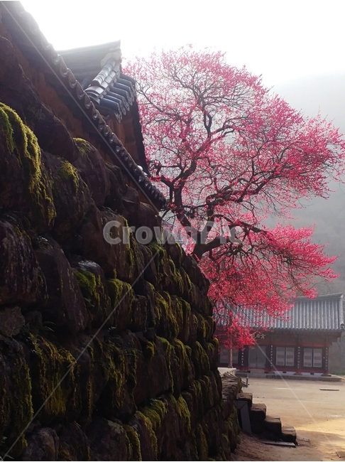 홍매화,봄,풍경,구례,화엄사,봄,계절,spring,season,한국전통,한국문화,korean traditional,korean culture,plant,식물