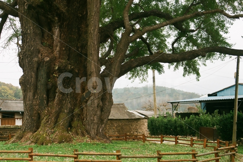 은행나무,은행,나무,수호신,필름사진,시골,마을,풍경,landscape,country,rural,town,식물,자연,plants,nature