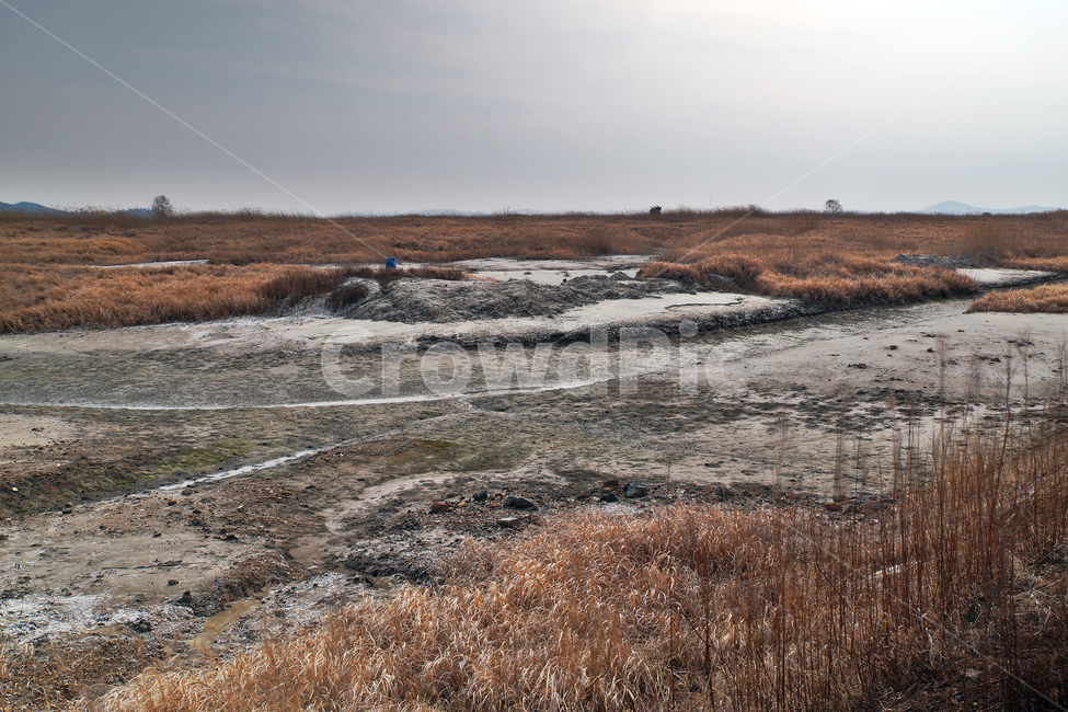 우음도,초원,갈대,시화호,화성시,간척지,갯벌,자연,풍경,nature,landscape