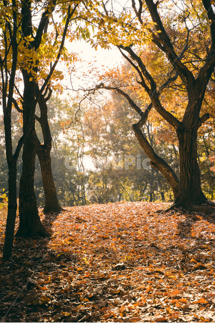 낙엽,가을,자연,숲,공원,나무,가을,계절,fall,autumn,season,자연,풍경,nature,landscape,휴식,힐링,rest,relaxation,healing,tree,tree trunk,나무 줄기,plant,식물