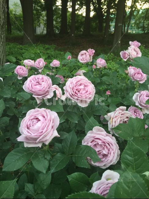 장미,분홍,연보라,꽃,꽃밭,식물,자연,plants,nature,꽃,flower