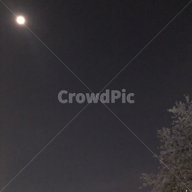 달,봄,밤,벚꽃,계절,자연,봄밤,spring,nature,season,night,cherryblossoms,moon,분위기