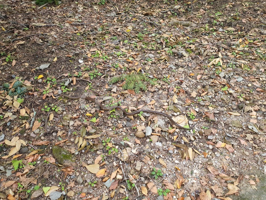 ground,바닥,gravel,자갈,road,도로,dirtroad,흙길,뱀,잎,흙,단풍,단풍잎,구렁이,풀,잡초,땅,초록색,초록잎,돌맹이