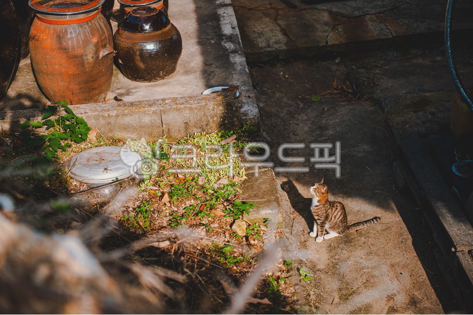 고양이, cat, kitty, path, 길, 사진,이미지,일러스트,캘리그라피 - dieuatelier작가