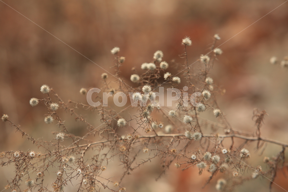 겨울꽃,드라이꽃,식물,겨울,꽃,겨울,계절,winter,season,식물,자연,plants,nature,꽃,flower