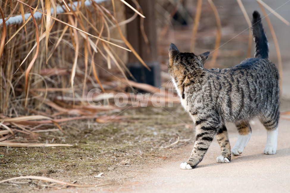 그리움,냥이,고양이,샤픈,뒤돌아보기,동물,animal,포유류,mammal,고양이,cat,kitten,kitty