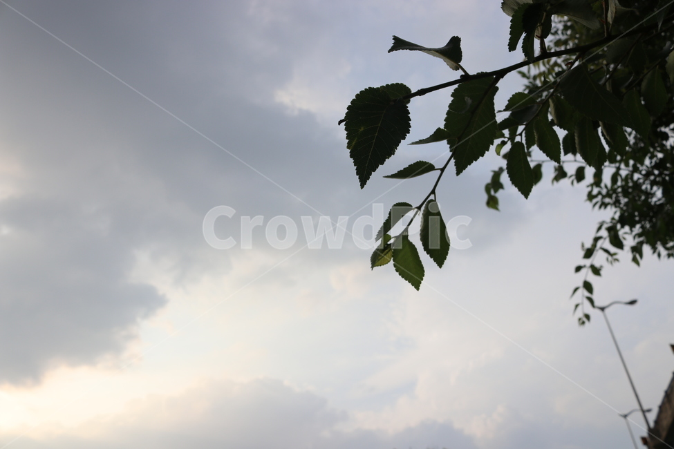 나뭇잎,흐린날,하늘,감성,구름,배경화면,바탕화면,cloudy,leaf