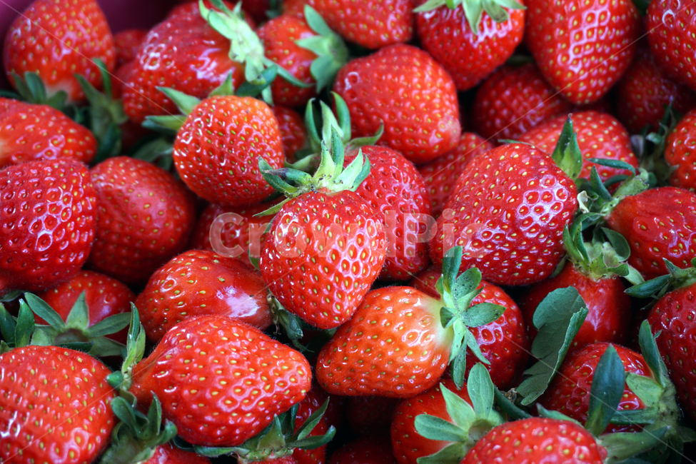 딸기,자연,식물,열매,과일,음식,food,fruit,strawberry,plant,배경,바탕,음식,식재료,요리,food,cook,meal,dishes,food reserves,과일,열매,fruit
