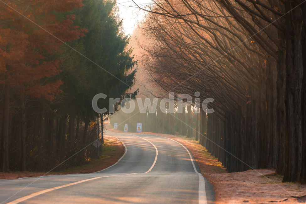 길,메타세콰이어길,아침,늦가을,풍경,모래재,가을,계절,fall,autumn,season,식물,자연,plants,nature,나무,trees,wood,교통,교통수단,traffic,transportation,road,도로,freeway,고속 도로,highway,고속도로,asphalt,아스팔트