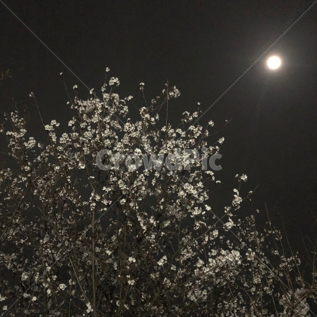 밤,벚꽃과달,달,보름달,저녁벚꽃,벚꽃