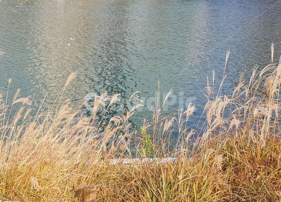 물,갈대,식물,plant,풍경,자연,자연,풍경,nature,landscape,grass,잔디,lawn