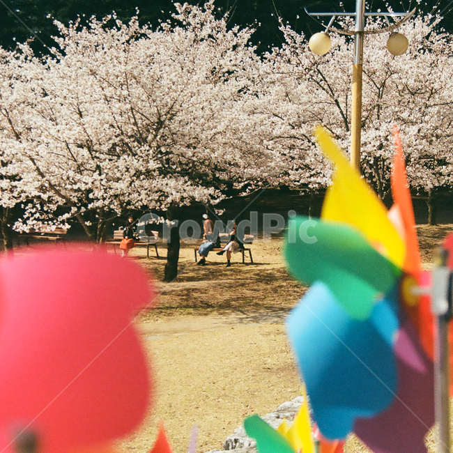 봄,벚꽃,cherryblossom,blossom,flowers,풍경,봄꽃,벚나무,계절,spring,season,식물,자연,plants,nature,꽃,꽃길,flower,나무,trees,wood,plant,감성,감성사진,빈티지,아날로그,필름,필름사진,필름카메라,film,filmcamera,sensible,feeling,공원,바람개비,색,색감,color,소풍,picnic,휴식,힐링,rest,healing,relaxation