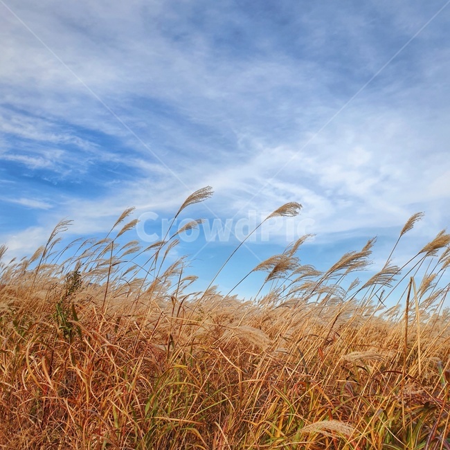 갈대,갈대밭,억새,억새밭,reed,grass,맑은하늘