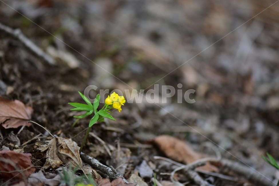 한계령풀,야생화,봄,꽃,풀꽃,자연,식물,식생,plants,nature,spring,season,flower