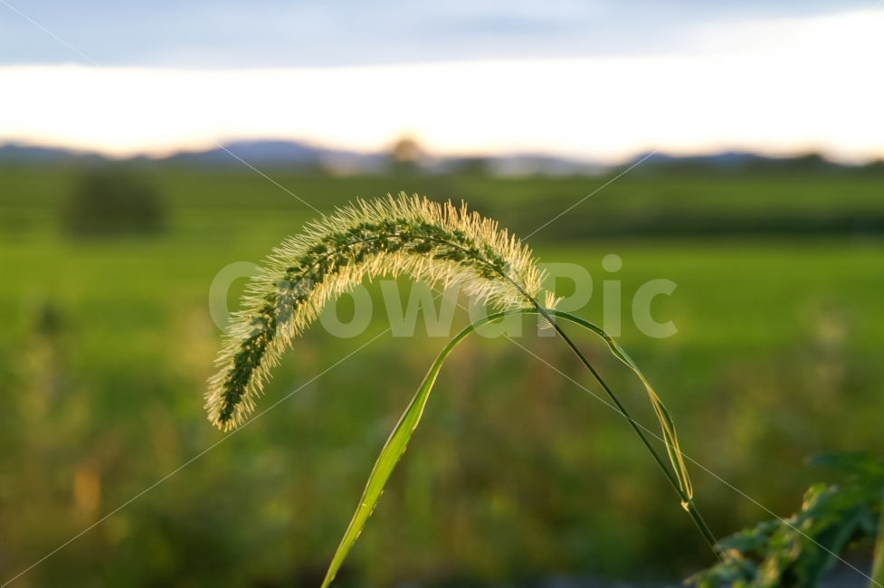 자연,봄,강아지풀,농촌,해질녘,풀떼기,식물,자연,plants,nature