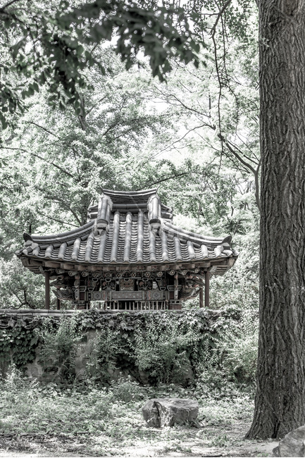 사당,기와,담장,무늬,고목,한국전통,한국문화,korean traditional,korean culture,식물,자연,plants,nature,나무,trees,wood