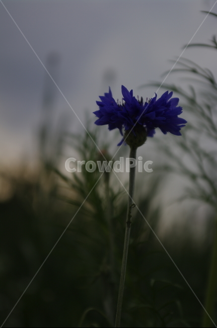 꽃,flower,식물,plant,자연,nature