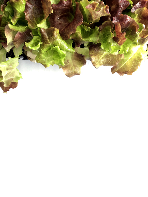 plant,식물,food,음식,vegetable,상추,lettuce,야채,green,상추배경,적상추,초록상추,신선함,싱싱함,싱싱한상추,모종,상추모종,채소,야채,vegetables