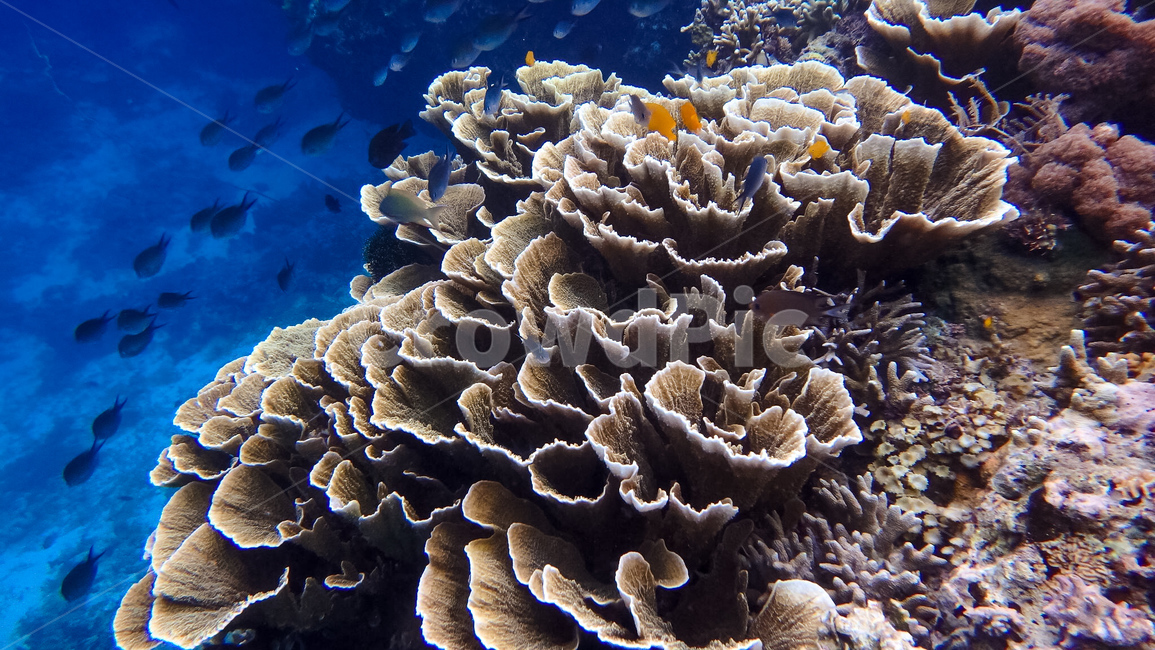 산호,바다,자연,sea,바다속,물고기,coral,동물,animal,어류,물고기,fish