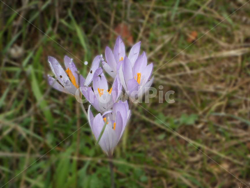 사프란,향기로운,꽃,야생화,향기,건강한,aromatic,blossom,wild,flower,flavor,aroma,purple,blooming,saffron