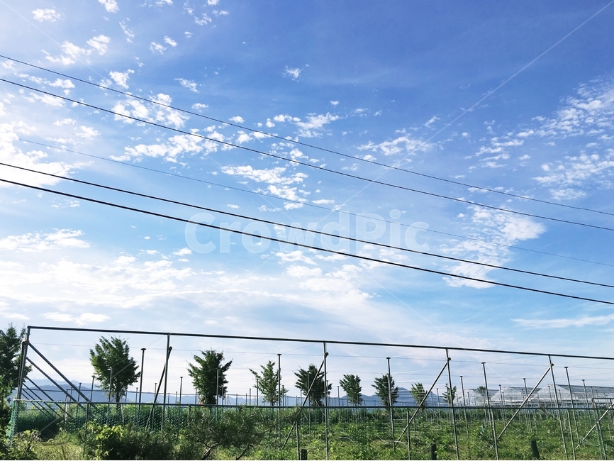 하늘,나무,전선,구름,가로수,하우스,파란색,자연,풍경,nature,landscape,cable,케이블,power lines,전력선