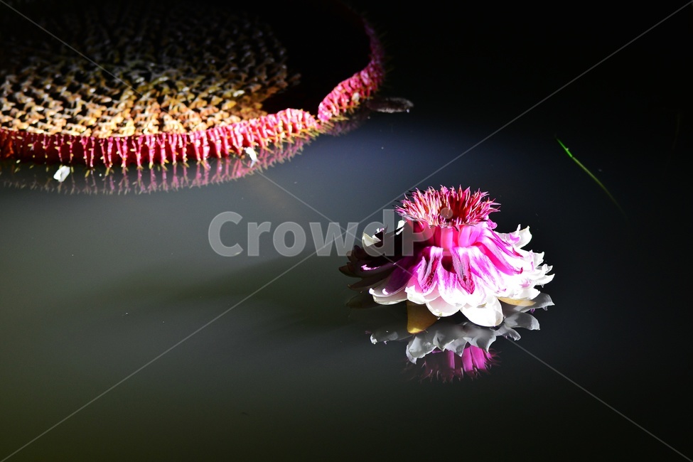 lighting,조명,plant,식물,flower,blossom,꽃,밤,야경,연꽃,수련,빅토리아연,빅토리아연꽃
