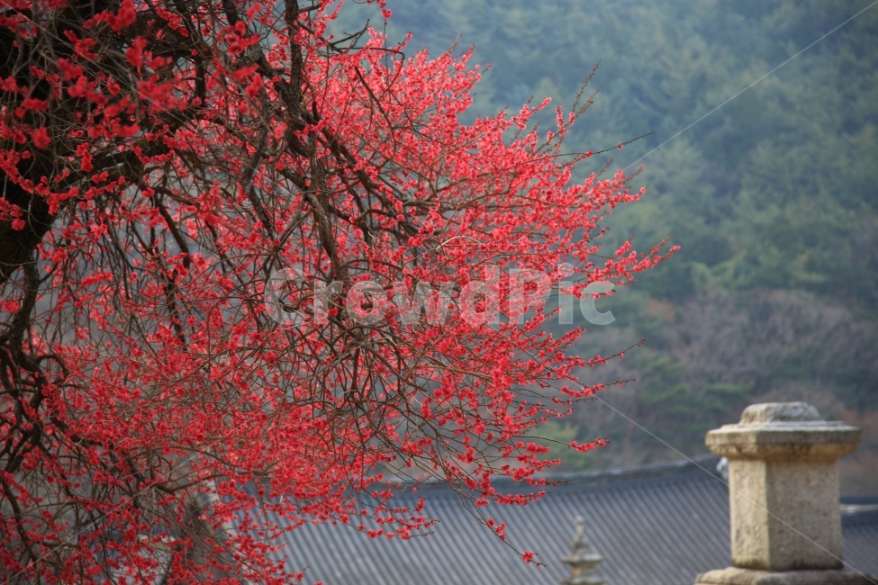 홍매화,자연,풍경,봄꽃,기와,봄,계절,spring,season,한국전통,한국문화,korean traditional,korean culture,식물,자연,plants,nature,꽃,flower,나무,trees,wood,leaf,잎,plant,tree