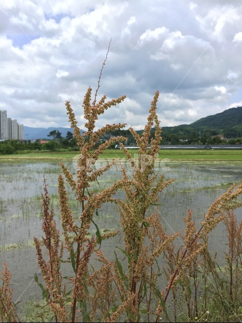 갈대,여름,논,산,시골