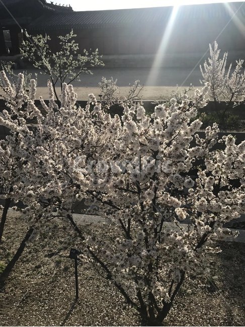벚꽃,맑음,벚꽃나무,봄,자연
