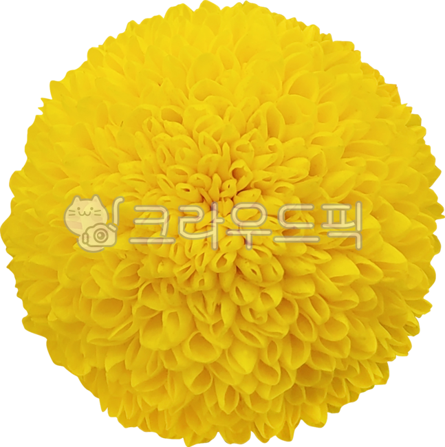 퐁퐁국화,폼폰국화,노란꽃,폼폼국화,국화,꽃잎,잎,yellow,plant,식물,nature,자연,꽃,flower,yellowflower,chrysanthemum,누끼,노란,노랑,엘로우,활짝,활짝핀